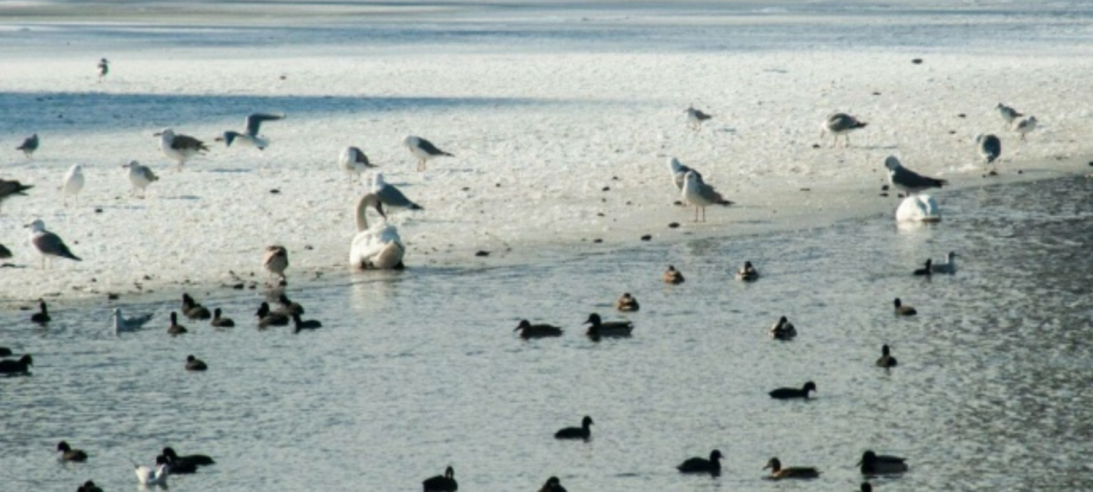 birdwatching bucurești